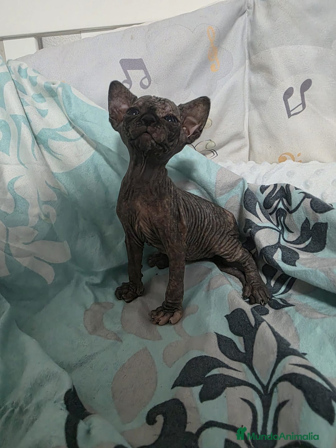 Sphynx gatos en venta: Sphynx calidad y selección  - Imagen 2