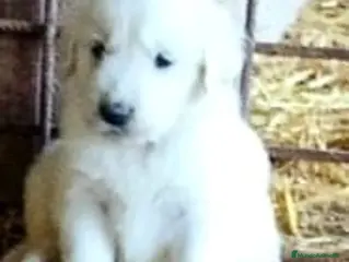 Golden Retriever perros Espectaculares golden retriever en Córdoba - Anuncio 2