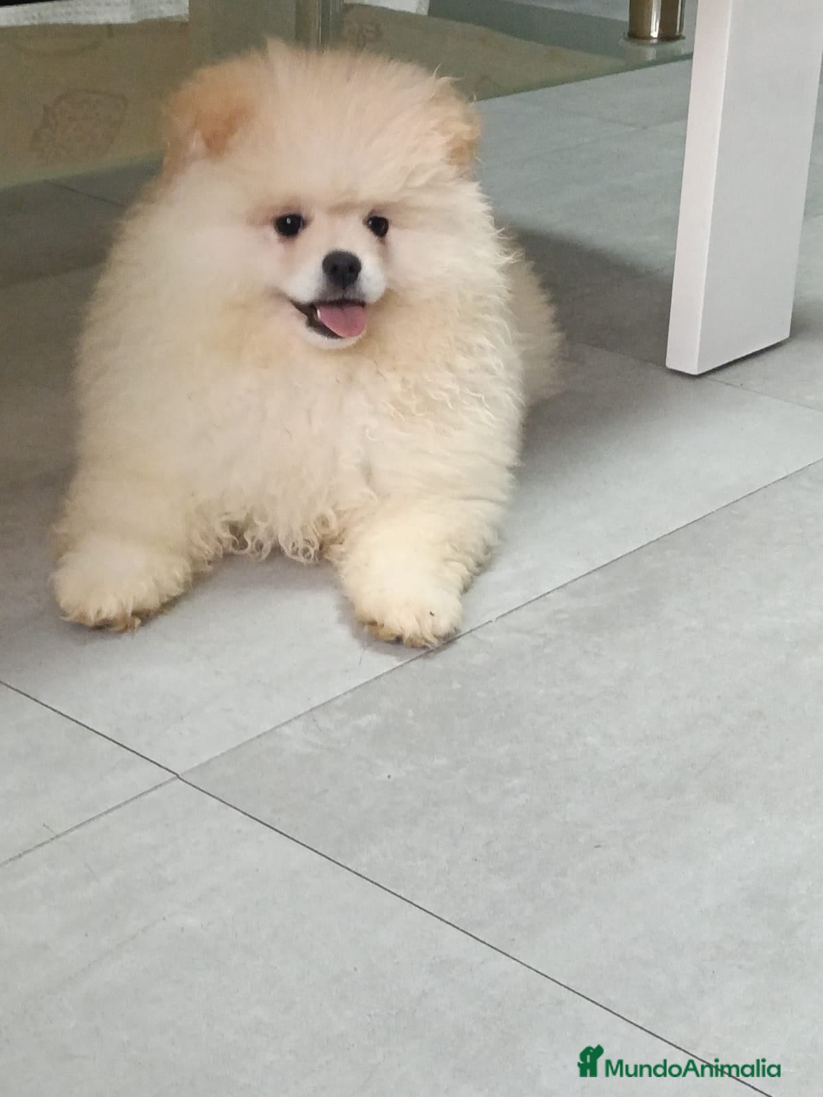 Pomerania perros Último cachorro de Pomerania toy !! - Anuncio 1