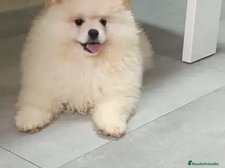 Pomerania perros Último cachorro de Pomerania toy !! - Anuncio 3