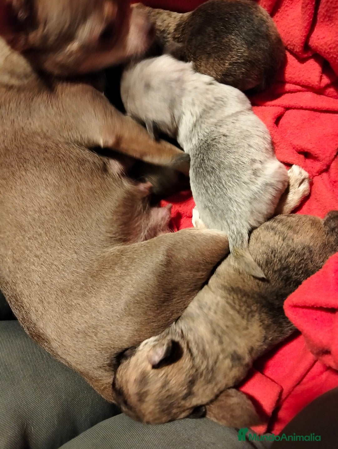Chihuahua perros en venta: Cachorros chihuahua - Imagen 4