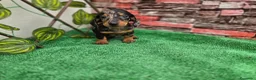 Teckel Miniatura perros en venta: TECKEL MINIATURA ARLEQUIN  - Anuncio 2