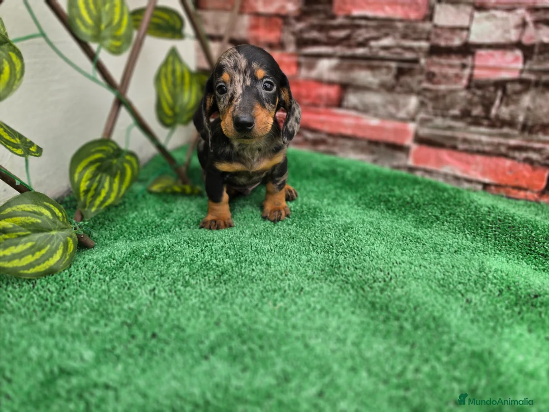 Teckel Miniatura perros en venta: TECKEL MINIATURA ARLEQUIN  - Anuncio 2
