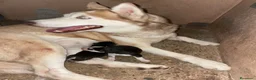 Husky Siberiano perros en venta: Husky siberiano anuncio real  - Anuncio 8