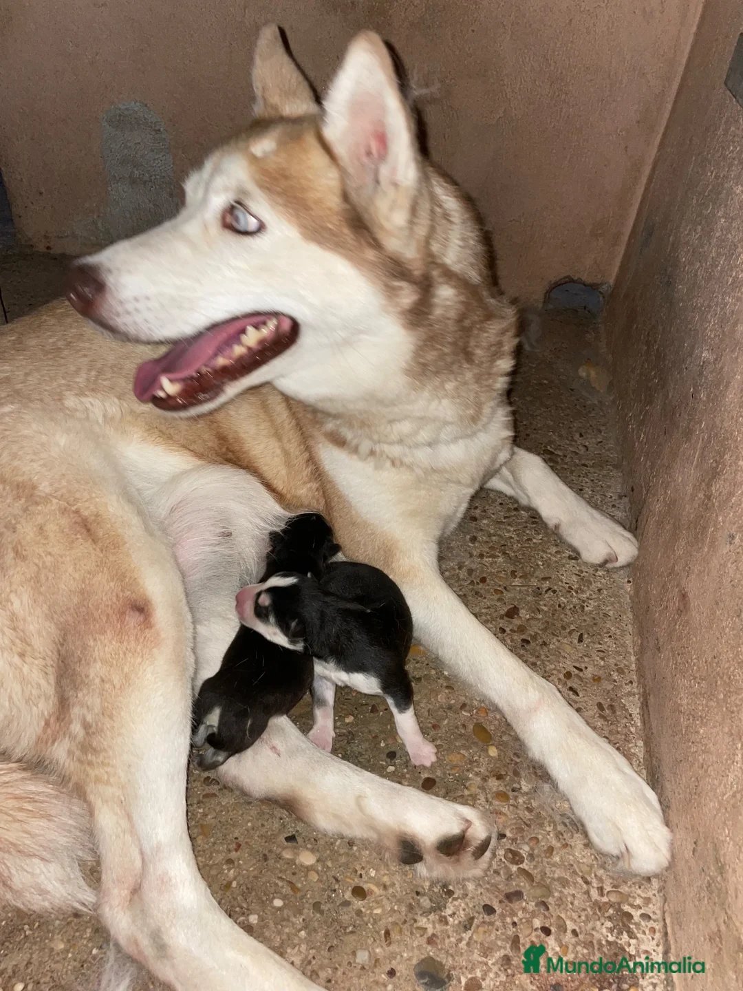 Husky Siberiano perros en venta: Husky siberiano anuncio real  - Anuncio 8