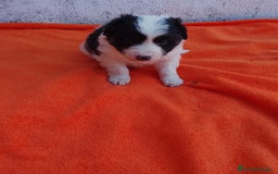 Border Collie perros en venta: Border collie  - Imagen 2