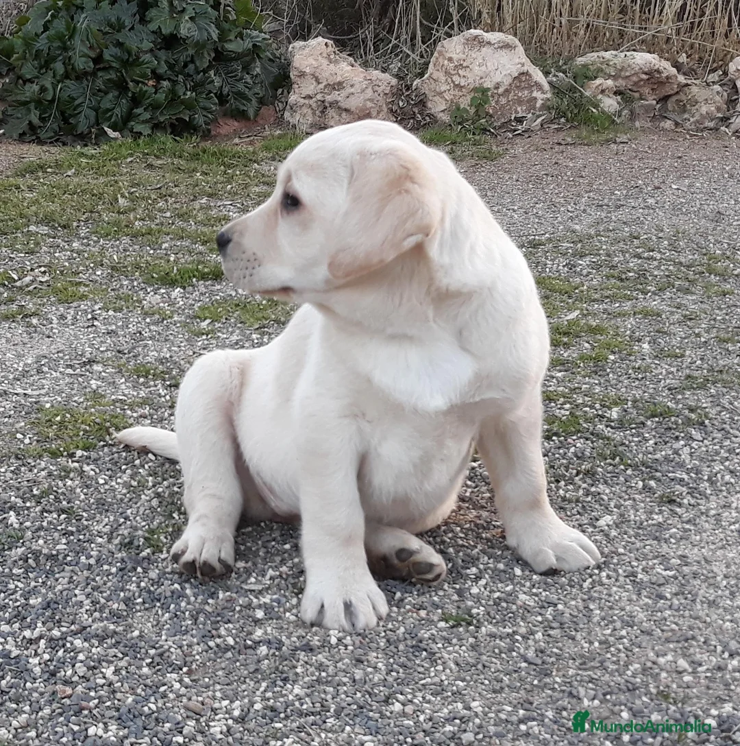 Labrador Retriever perros en venta: cachorros labrador retriever - Anuncio 2