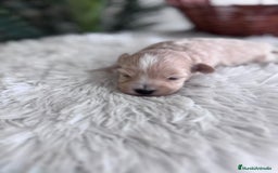 Maltipoo perros en venta: MALTIPOO MACHO - Imagen 9