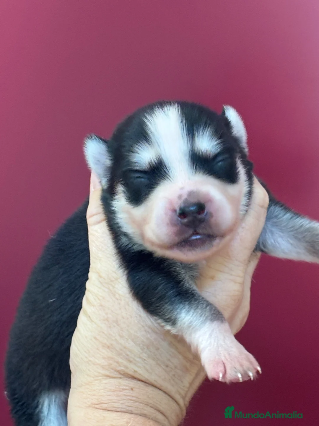 Pomsky perros en venta: Cachorro pomsky - Anuncio 2