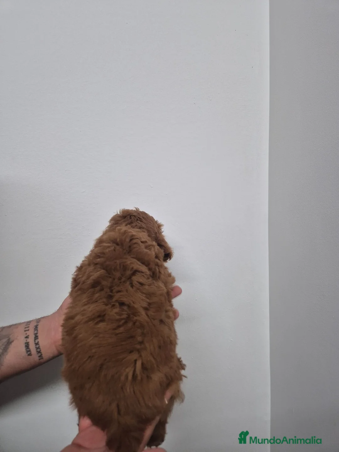 Caniche Enano perros en venta: Caniche 🐩 enano  - Anuncio 12