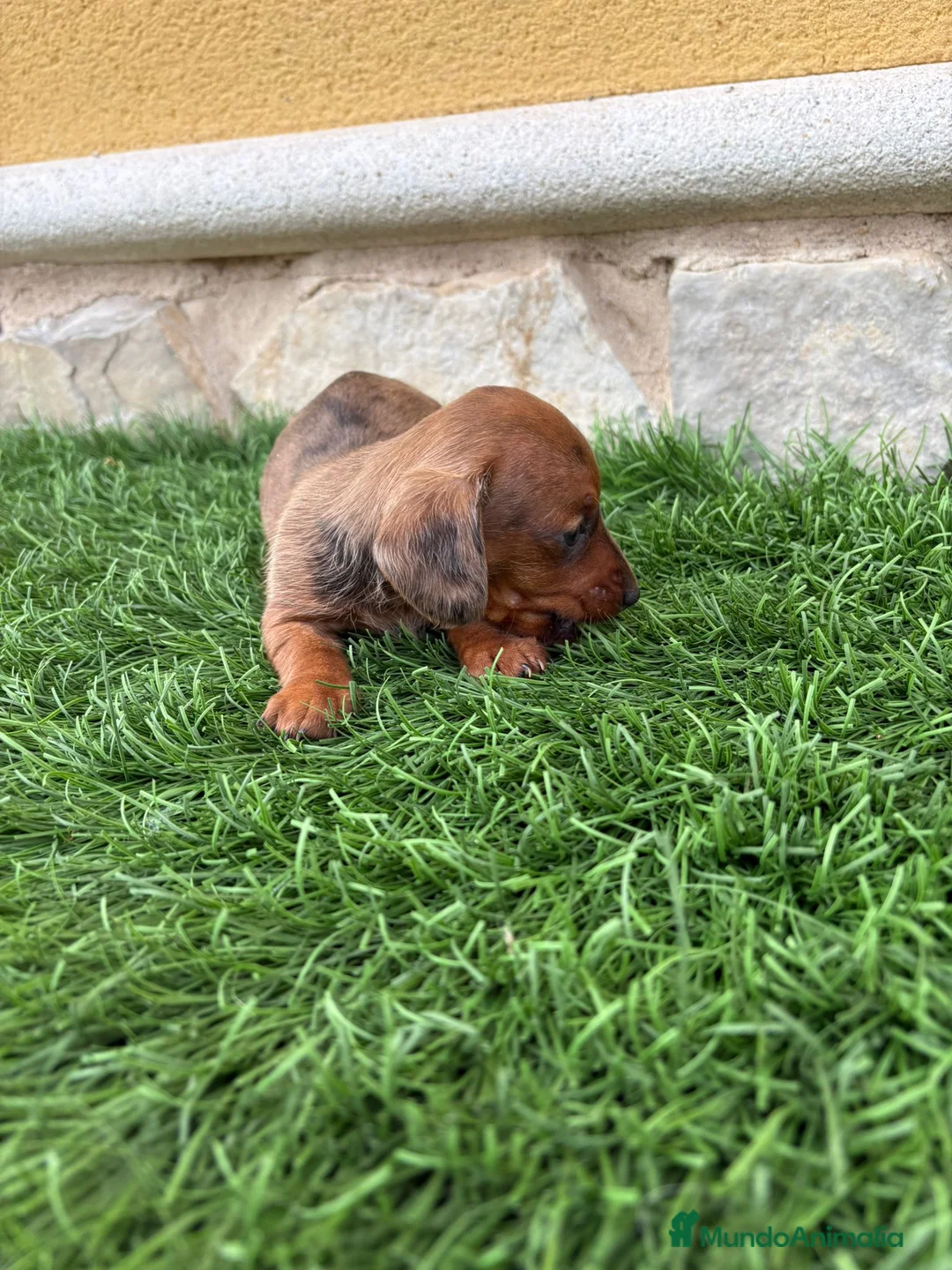 Teckel Miniatura perros en venta: Teckel Kaninchen merle chocolate diluido  - Anuncio 7