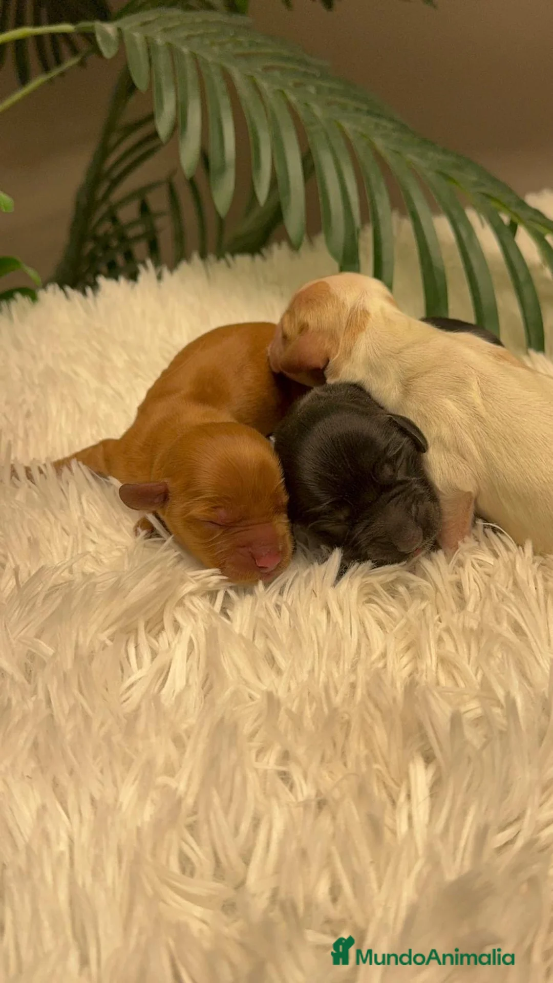 Cocker Spaniel Inglés perros en venta: COCKER SPANIEL INGLES - Anuncio 5