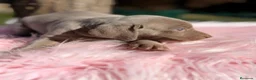 Weimaraner perros en venta: ÚLTIMA HEMBRA WEIMENARER  - Anuncio 2