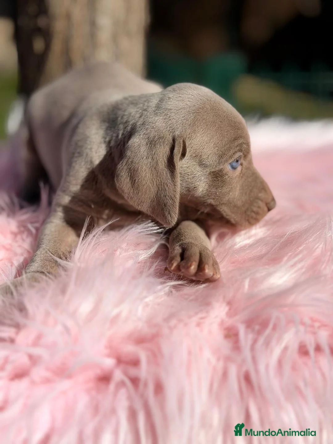 Weimaraner perros en venta: ÚLTIMA HEMBRA WEIMENARER  - Anuncio 2