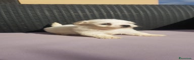 Bichón Maltés Cachorro 1