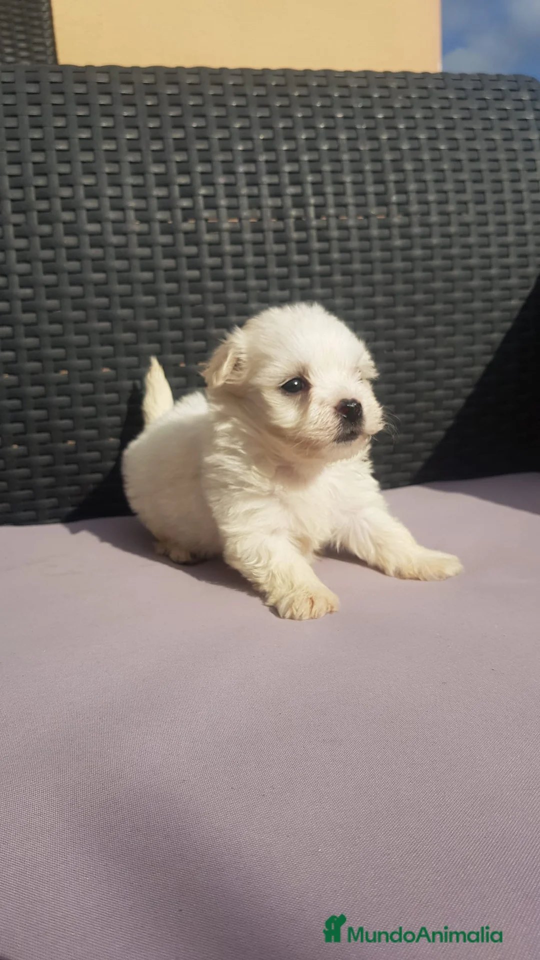Bichón Maltés perros en venta: BICHÓN MALTÉS - Anuncio 1