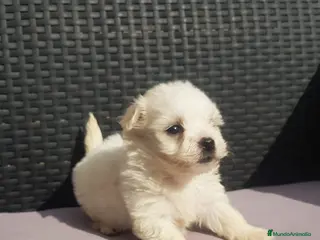 Bichón Maltés perros BICHÓN MALTÉS - Anuncio 21