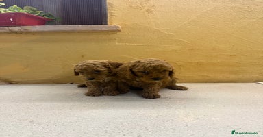 Caniche Toy perros - Anuncio 12