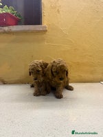 Caniche Toy perros - Anuncio 16