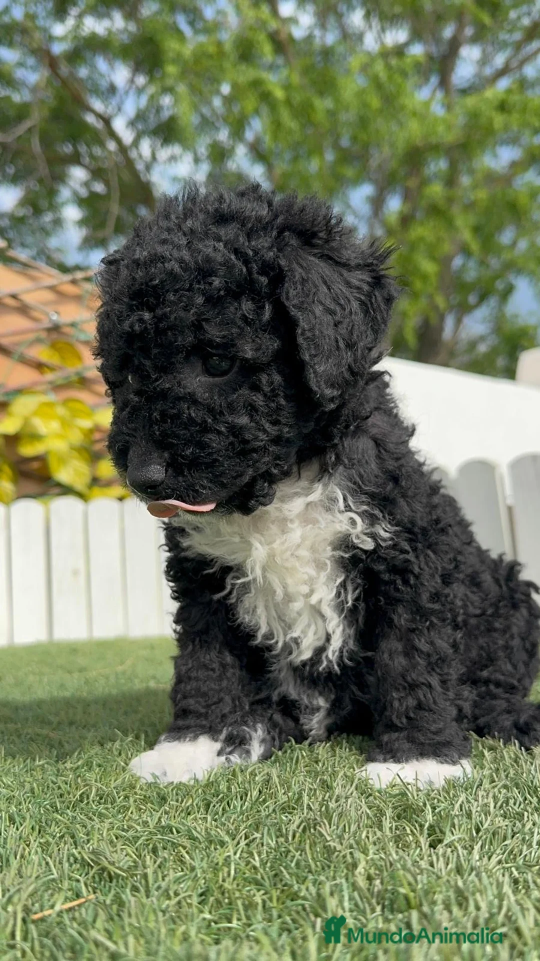 Perro de Agua Español perros en venta: PERRO DE AGUA  - Anuncio 11