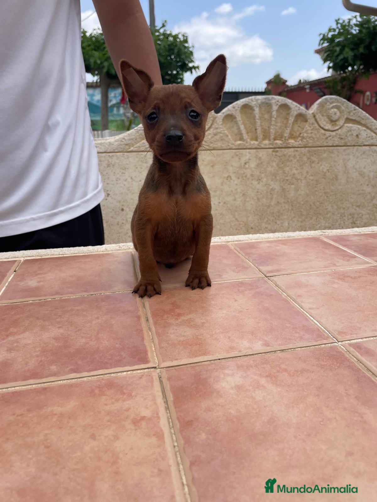 Pinscher Miniatura perros Disponible pinscher miniatura - Anuncio 1