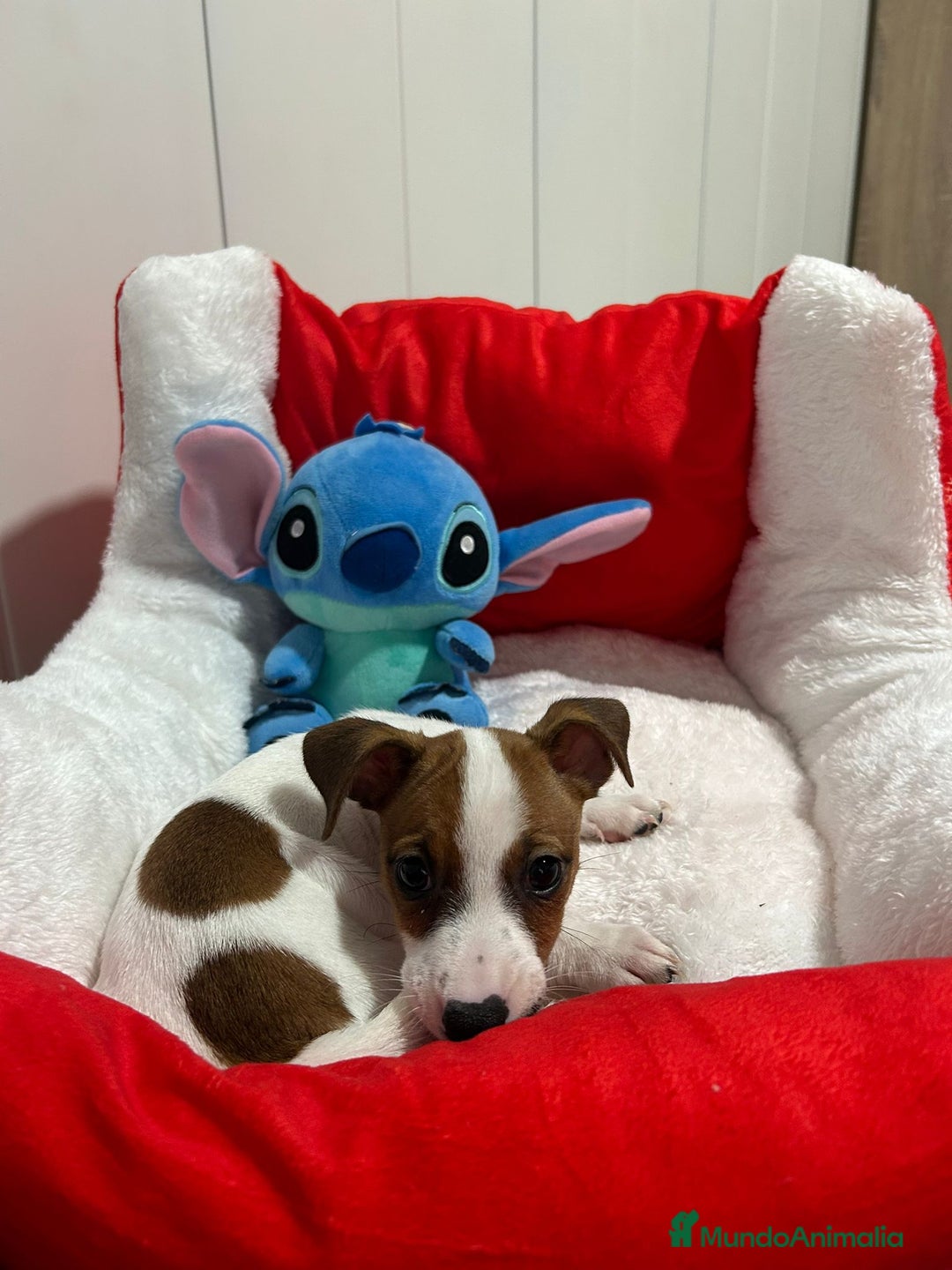Jack Russell Terrier perros en venta: Jack Russell  - Imagen 4