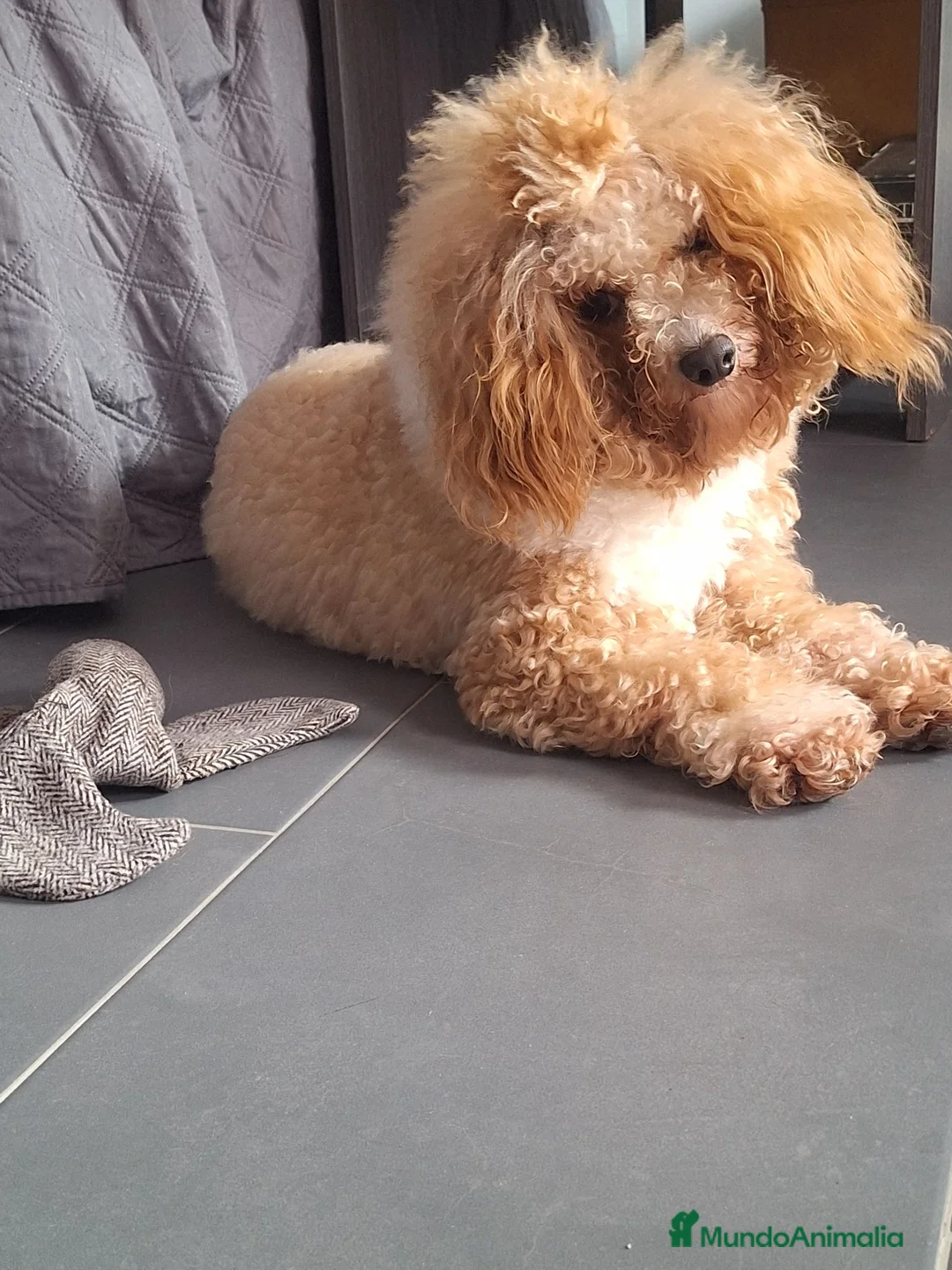 Caniche Toy perros en venta: CANICHES TOY BICOLOR - Anuncio 1