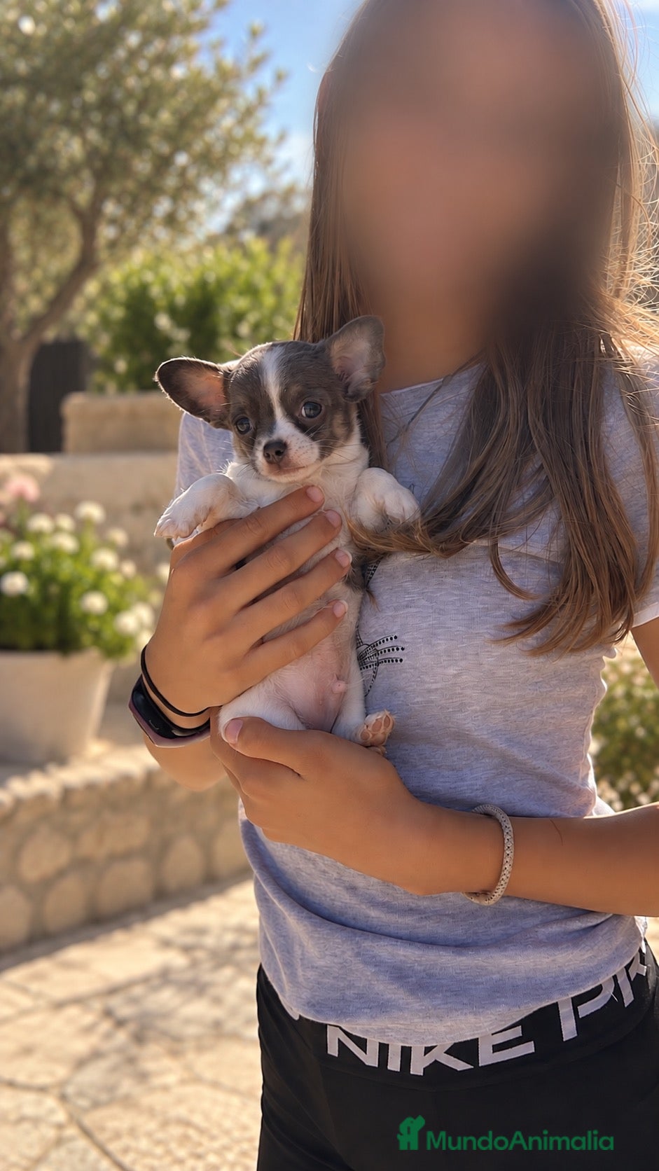 Chihuahua perros Cachorritos chihuahua toy azules y choco - Anuncio 4