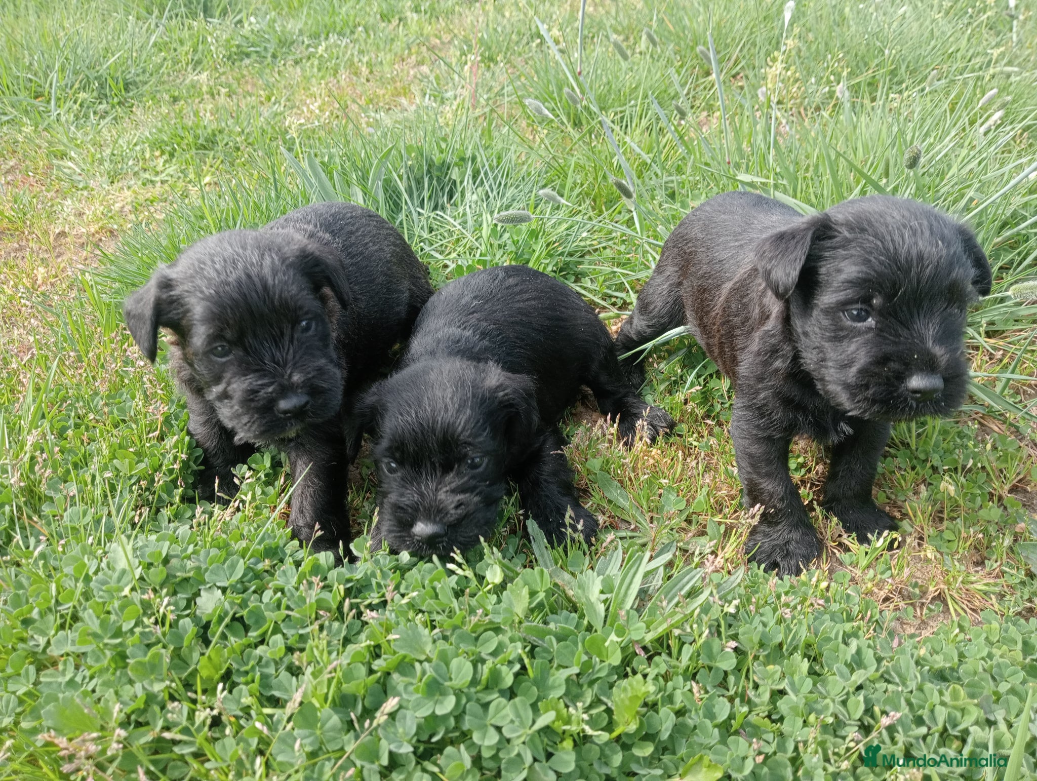 Schnauzer Miniatura perros Cachorro de schnauzer negro mini - Anuncio 20