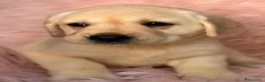 Labrador Retriever 4