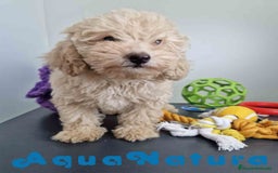 Caniche Toy perros en venta: Caniche Hembra 1746 AQUANATURA - Imagen 3