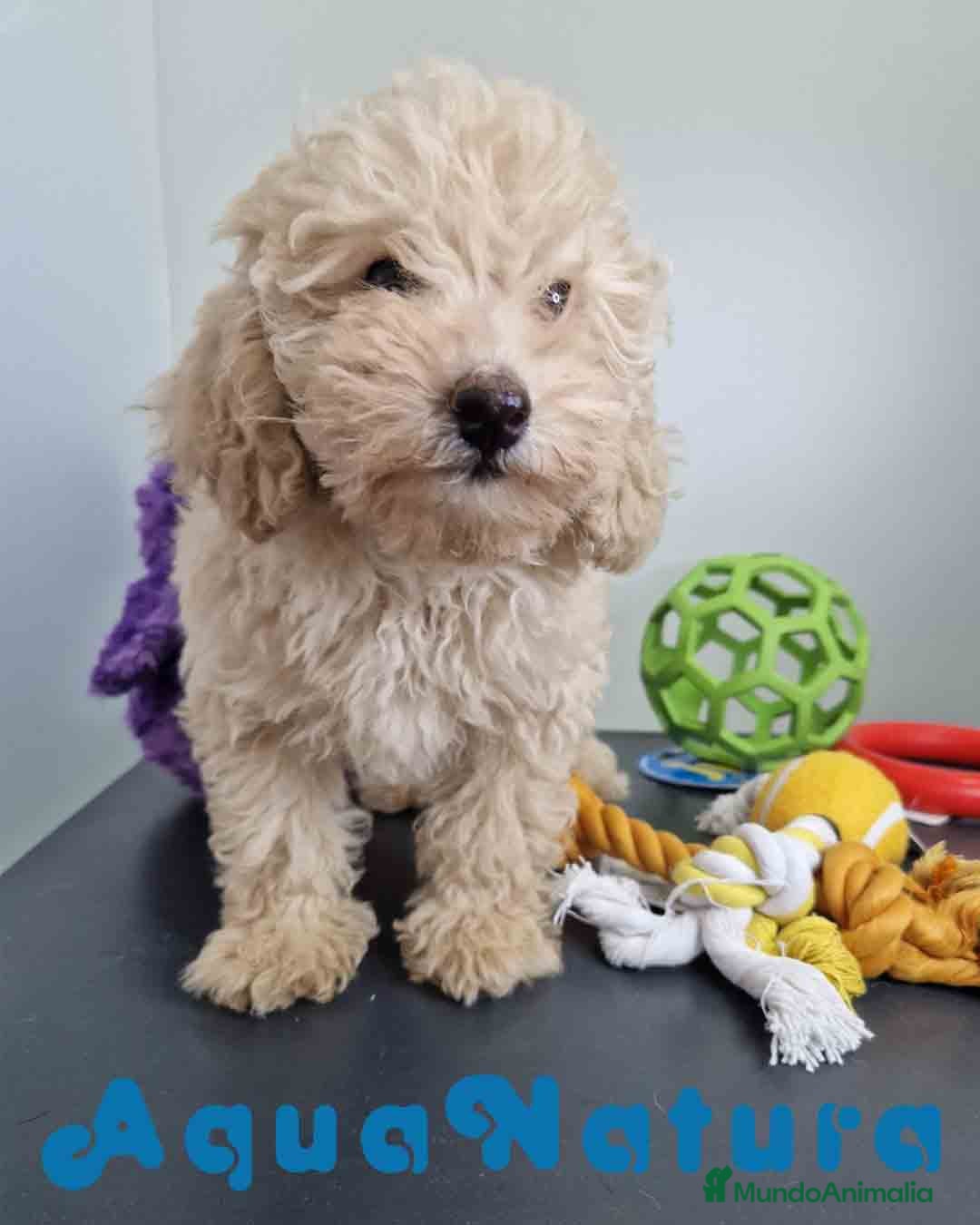 Caniche Toy perros en venta: Caniche Hembra 1746 AQUANATURA - Imagen 3