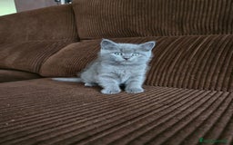 Británico de Pelo Corto Azul gatos en venta: Gatcot.com - Imagen 3