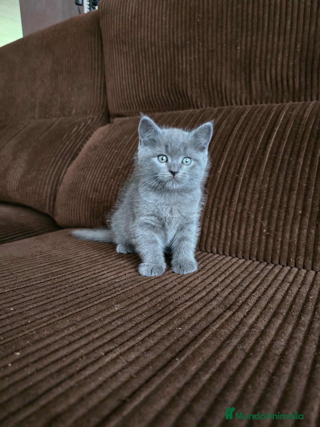 Británico de Pelo Corto Azul gatos en venta: Gatcot.com - Imagen 3