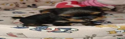 Yorkshire Terrier perros en venta: Yorkshire terrier Toy - Anuncio 8