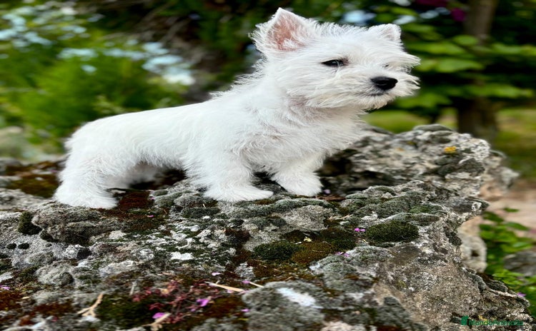 West Highland White Terrier perros - Propaganda 11