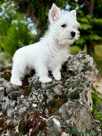 West Highland White Terrier perros - Anuncio 1