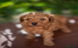 Caniche Toy perros en venta: Caniche toy macho - Imagen 2