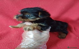 Yorkshire Terrier perros en venta: Yorkshire Terrier Mini  - Imagen 2