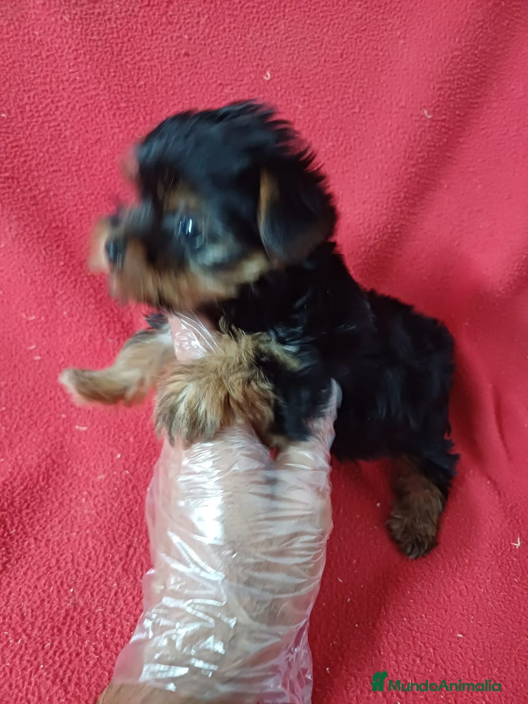 Yorkshire Terrier perros en venta: Yorkshire Terrier Mini  - Imagen 2