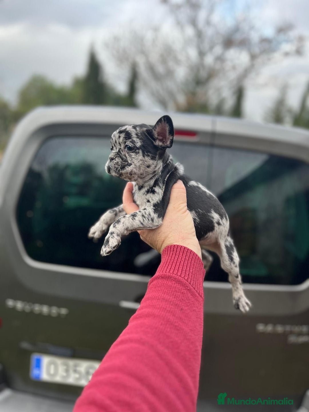 Bulldog Francés perros en venta: Espectacular macho de Bulldog Frances merle - Anuncio 2