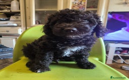 Perro de Agua Español perros en venta: Perro de aguas macho - Imagen 4