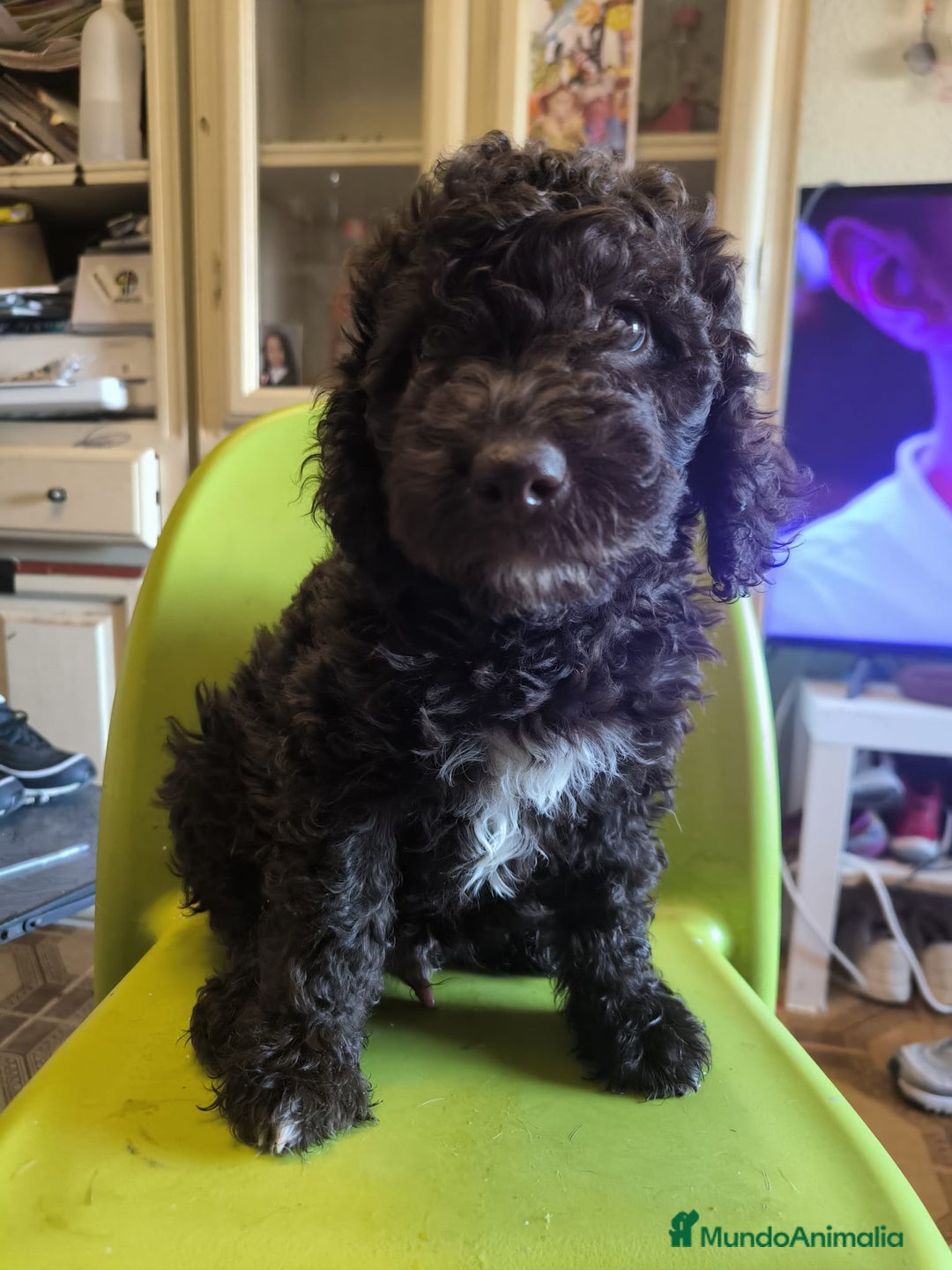Perro de Agua Español perros en venta: Perro de aguas macho - Imagen 4