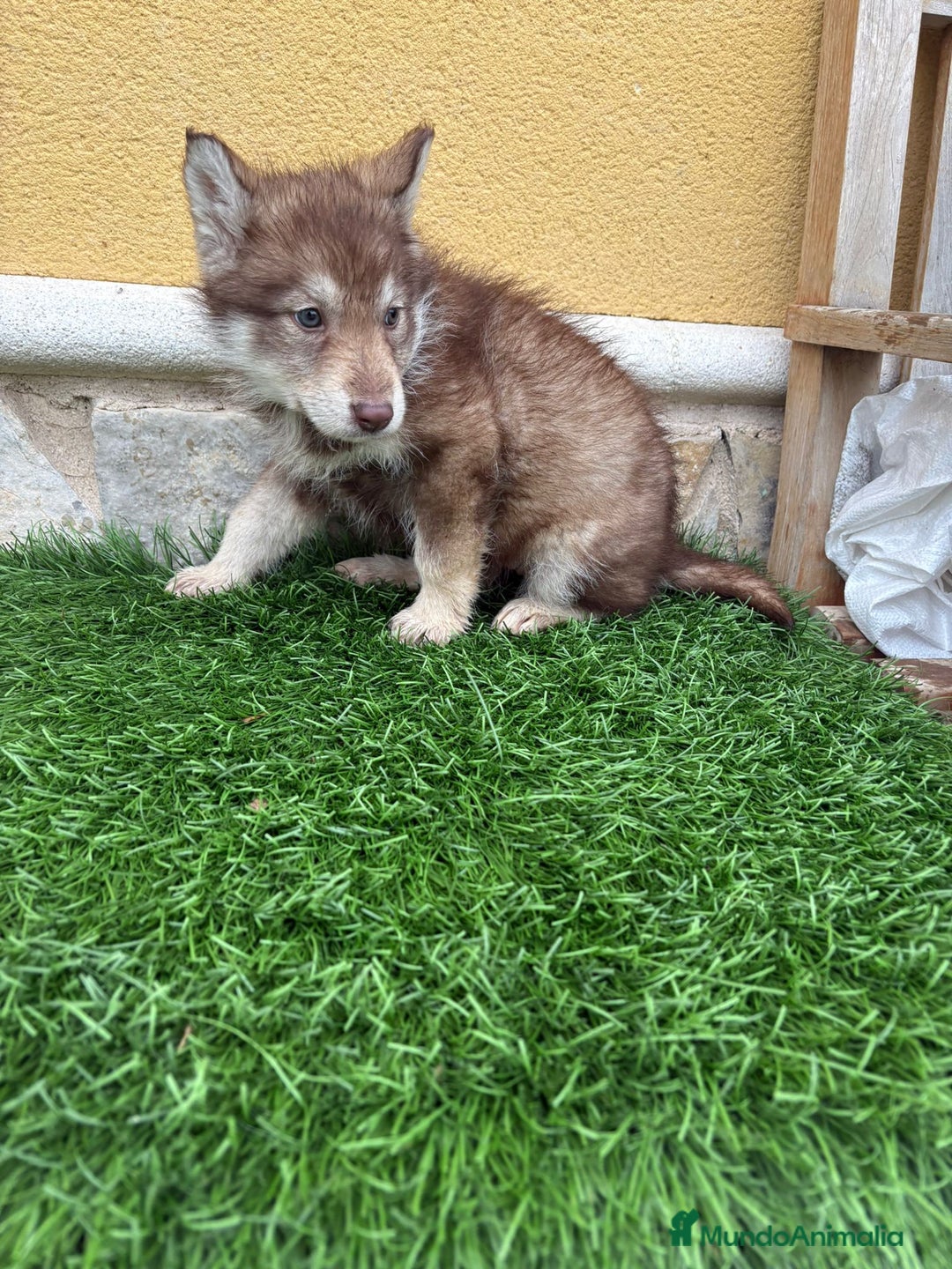 Husky Siberiano perros en venta: Hembra Husky Siberiano roja  - Anuncio 5