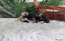 Chihuahua perros en venta: CHIHUAHUA MERLE HEMBRA - Imagen 2
