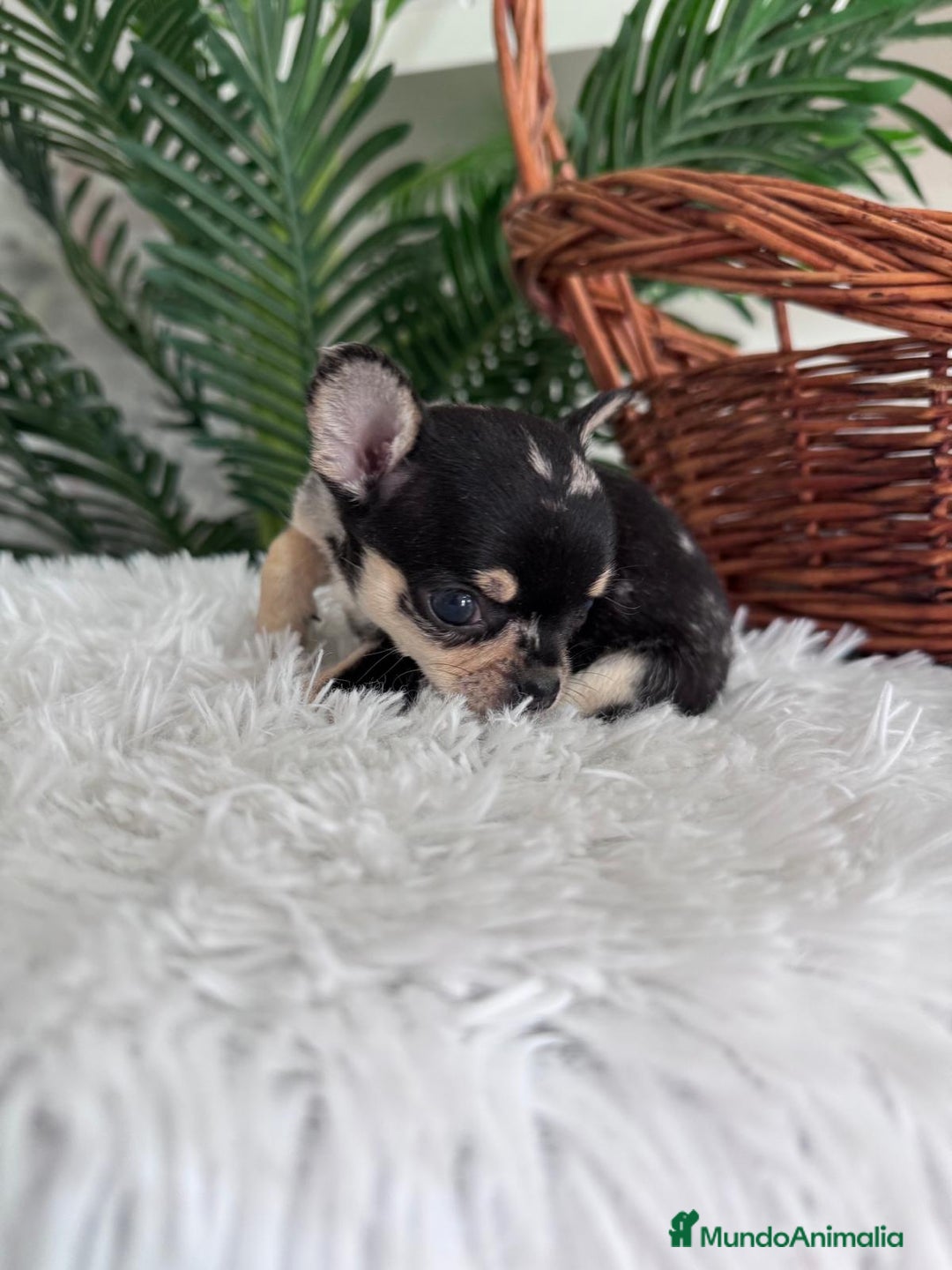 Chihuahua perros en venta: CHIHUAHUA MERLE HEMBRA - Imagen 2