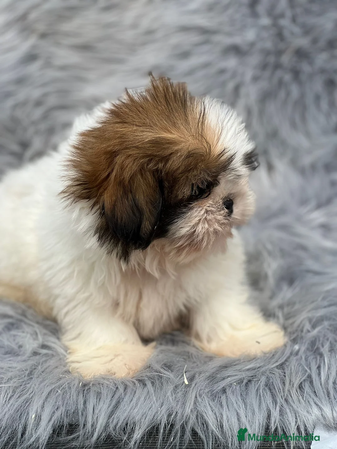 Shih Tzu perros en venta: SHIH TZU MACHO DISPONIBLE en Barcelona - Anuncio 4