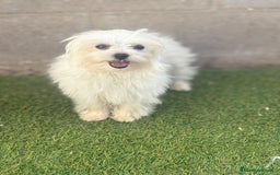 Bichón Maltés perros en venta: Bichon maltés toy - Imagen 1
