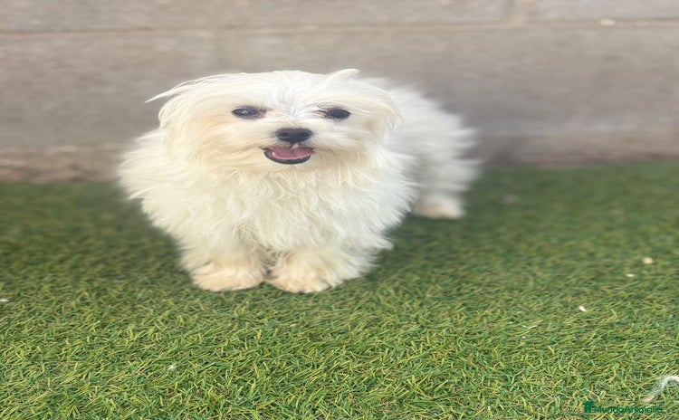 Bichón Maltés perros - Anuncio 1
