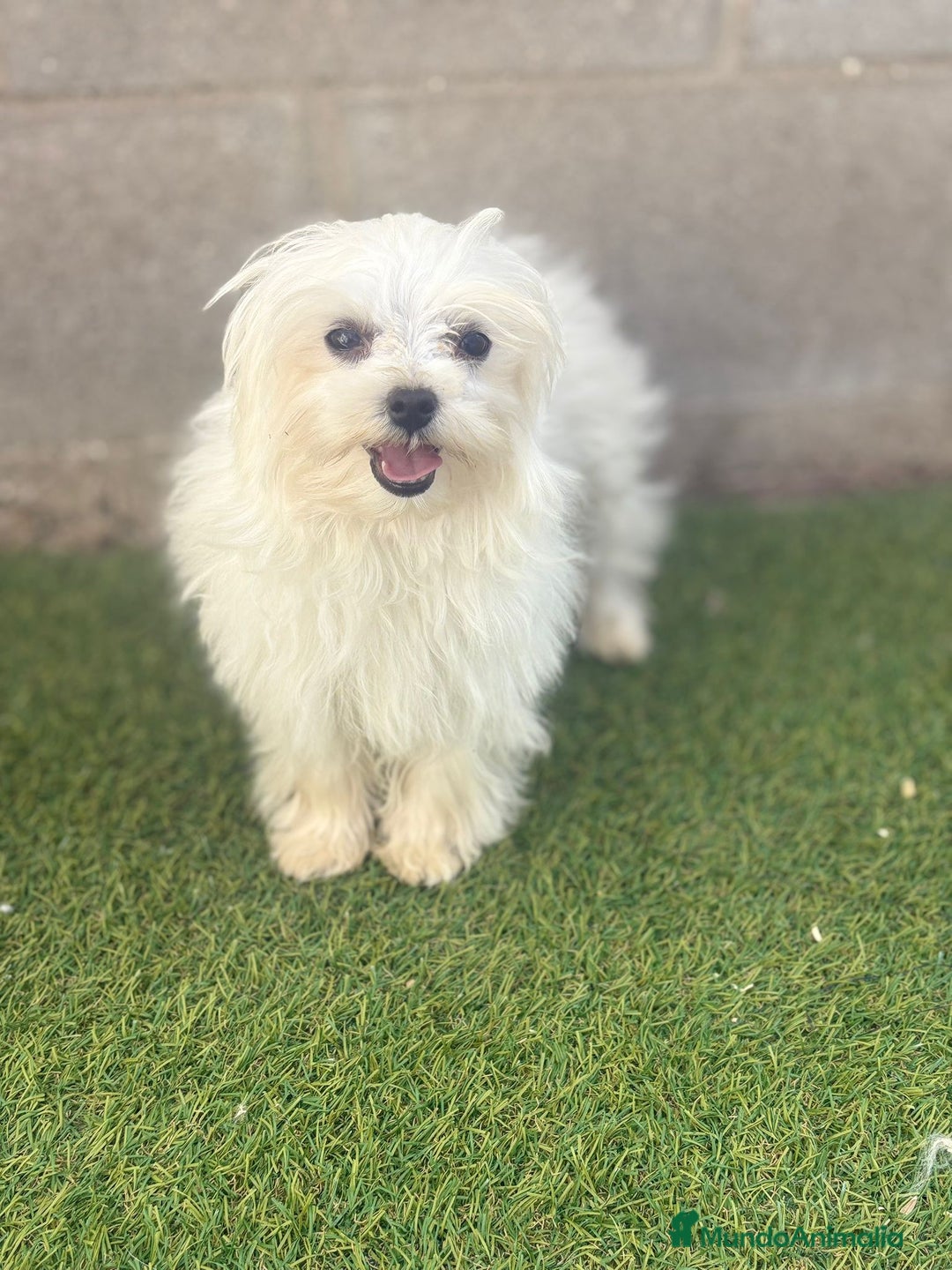 Bichón Maltés perros en venta: Bichon maltés toy - Imagen 1
